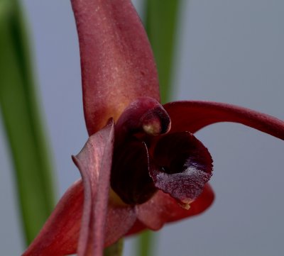 Maxillaria nigrescens