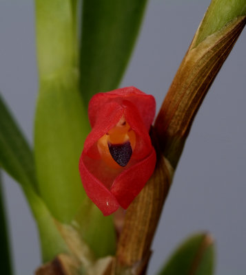 Maxillaria rubberima, 1 cm