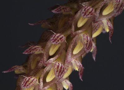 Bulbophyllum lilacinum, close, flowers 1 cm