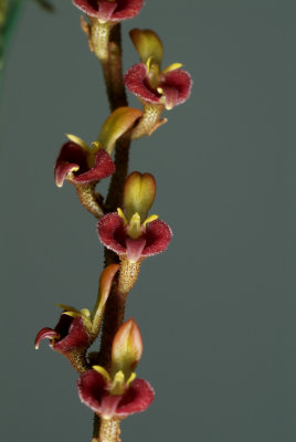 Bulbophyllum simonii, flowers 1 cm