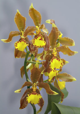 Rossioglossum splendens, flowers 12 cm, former Odontoglossum