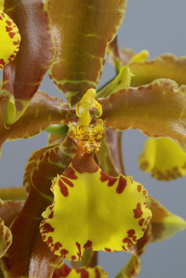 Rossioglossum splendens