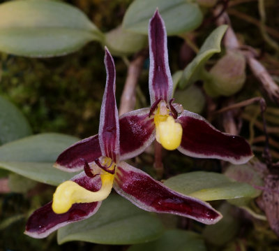 Bulbophyllum alkmaarensis, purple phase