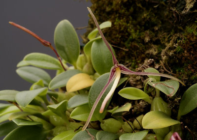 Bulbophyllum alticola