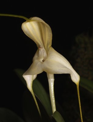 Masdevallia xanthina ssp.  klabochorum