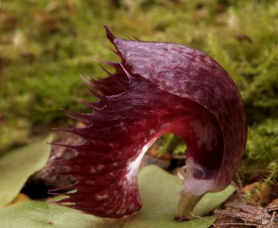 Corybas hispidus, 2 cm