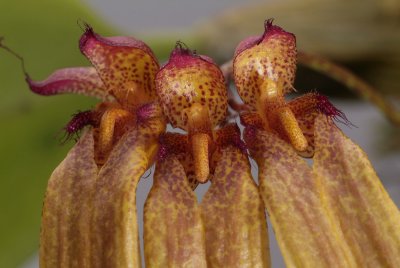 Bulbophyllum longiflorum, close