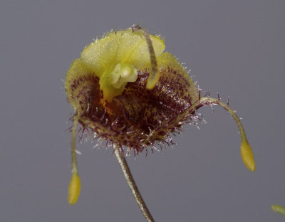 Masdevallia erinacea, flower 1.5 cm