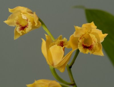 Stenocoryne vitellina, flowers 2 cm