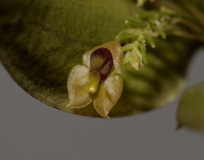 Lepanthes sp. flower 6 mm