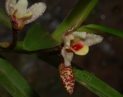 Maxillaria arbuscula