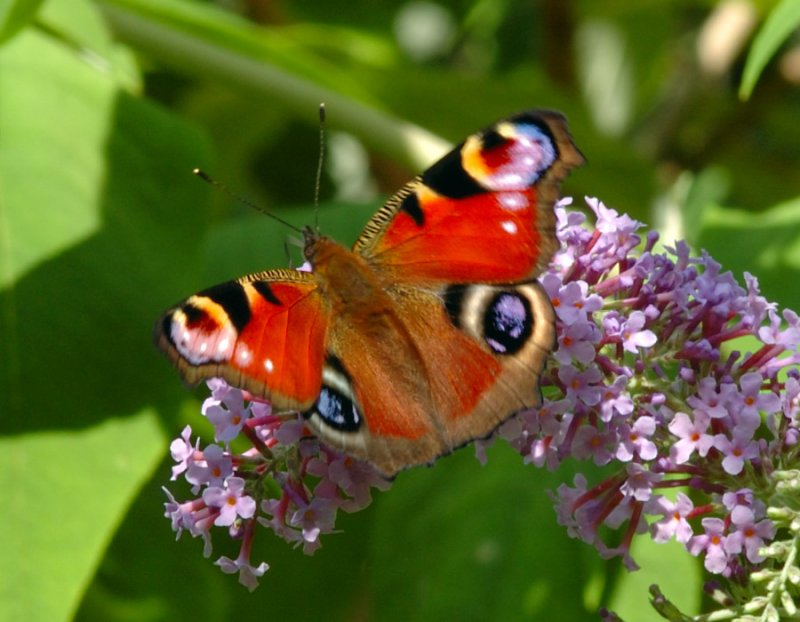 Peacock Butterfly