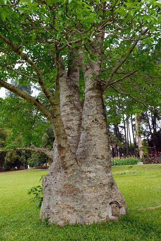 Baobab Tree