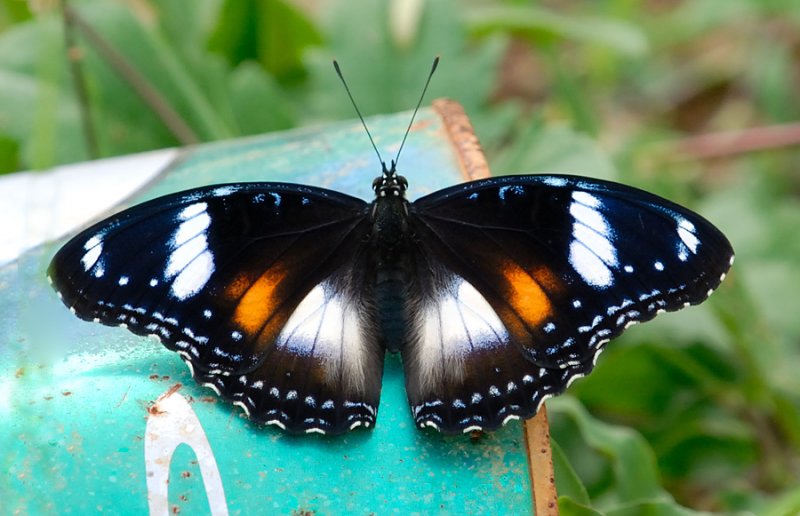 Butterfly - not the best background