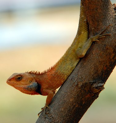 Changeable Lizard - Calotes Versicolor