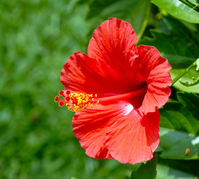 Bogor Botanical Gardens