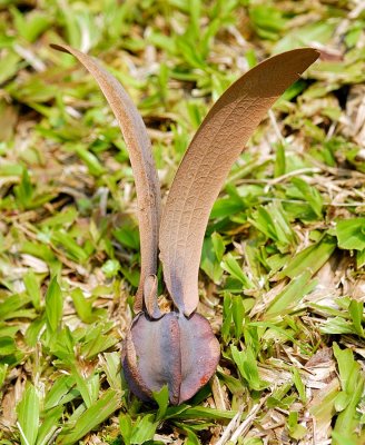 Seed pod