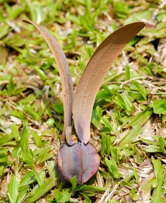 Seed pod