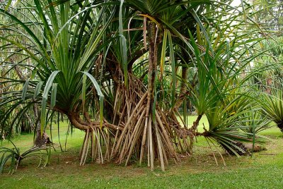 Bogor Botanical Gardens