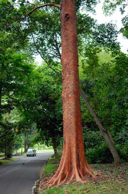 Red tree trunk