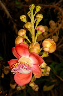 Flower of the Cannonball Tree - these fleshy flowers grow directly from the tree trunk