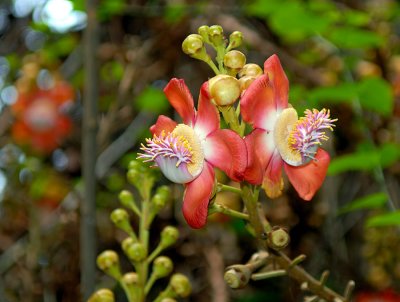 Flowers of the Cannonball Tree