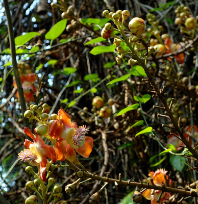 Flowers of the Cannonball Tree