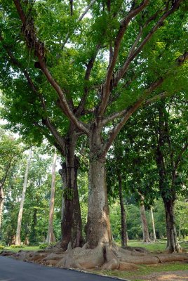 Ceiba Pentandra - Kapok tree - a Caribbean variety