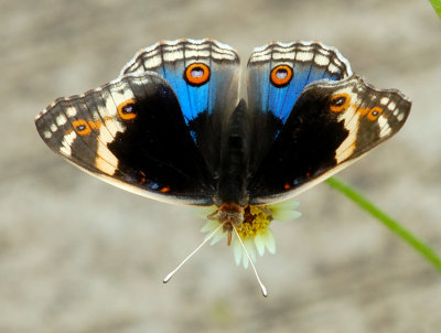 Blue Pansy (Male)