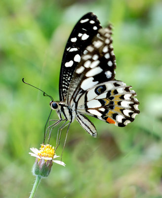 Chequered Swallowtail