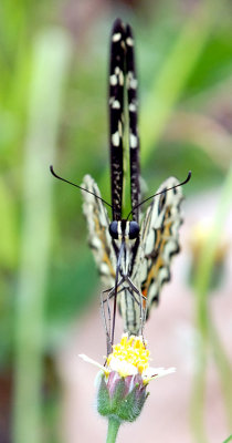 Chequered Swallowtail - Head on