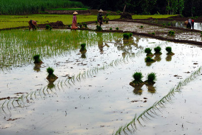 Rice paddy