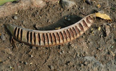 Seed pod