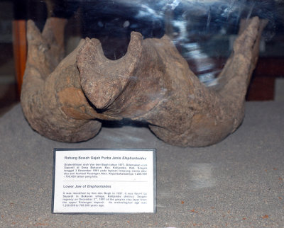 Lower jaw of Elephantoides 1,200,000 to 700,000 years old