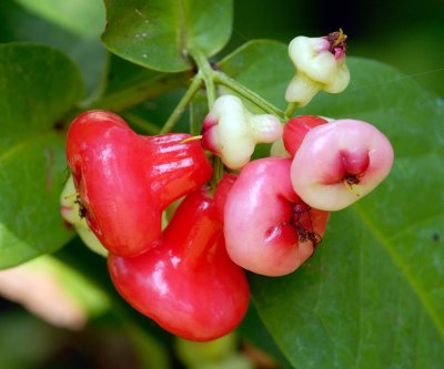 Jambu