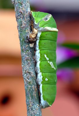 Caterpillar without flash