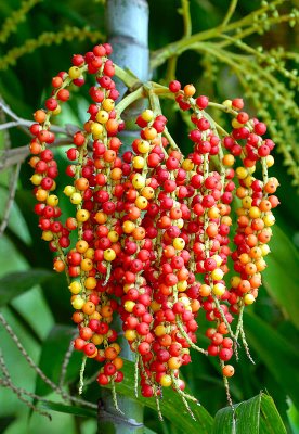 Fruits and Seeds of Indonesia