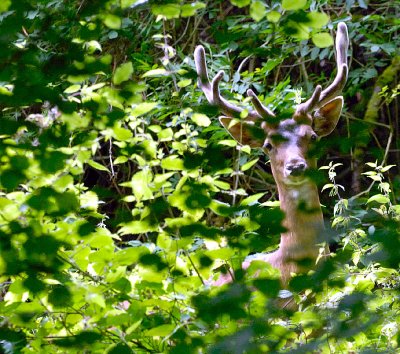 Deer looking to raid our garden