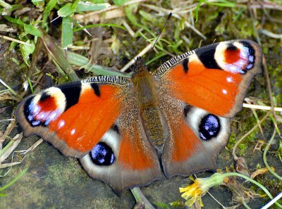 Peacock Butterfly