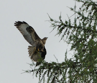 Buzzard