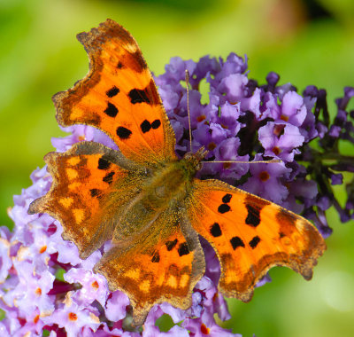 Comma Butterfly