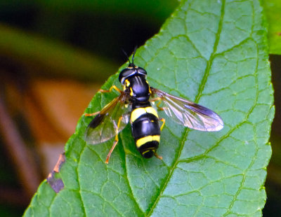Fly