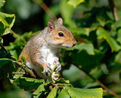 Grey Squirrel