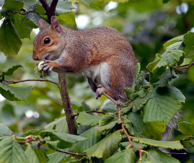 Grey Squirrel