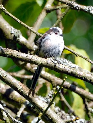 Long Tailed Tit