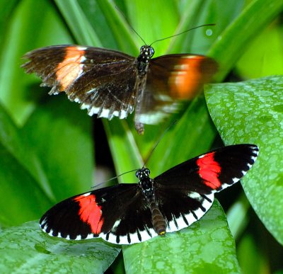 Continued mating