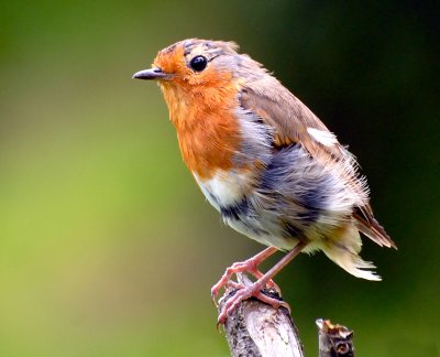 Robin