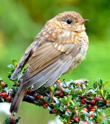 Juvenile Robin