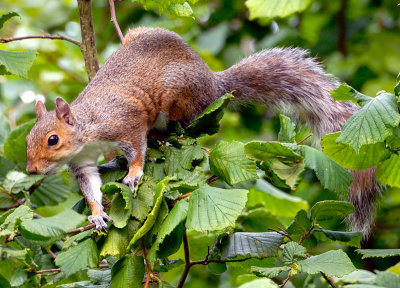 Grey Squirrel