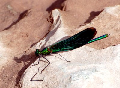 Damsel Fly